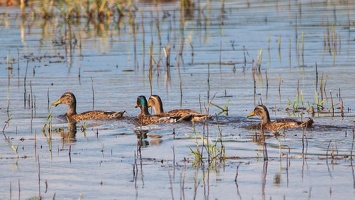 Canard Colvert M&F.