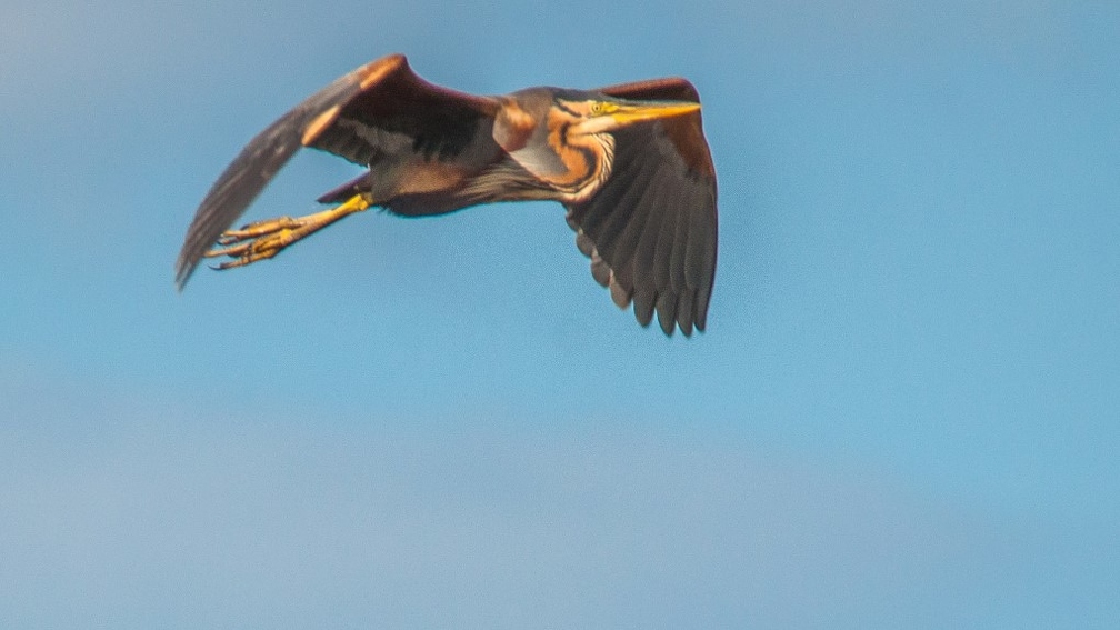 Héron pourpré (4).jpg