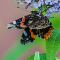 Vanessa atalanta (Le vulcain) (1)||<img src=_data/i/upload/2018/07/19/20180719143954-06c38adb-th.jpg>