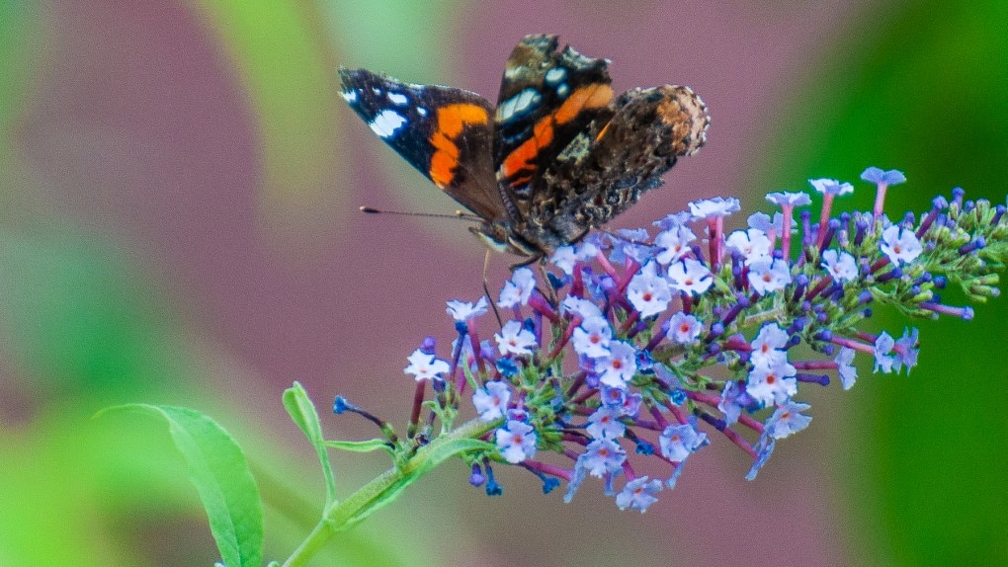 Vanessa atalanta (Le vulcain) (4).jpg