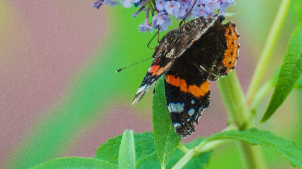 Vanessa atalanta (Le vulcain) (8).jpg