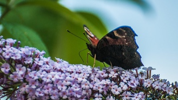 papillons de jour (1)