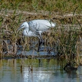 Aigrette Garzette-5||<img src=_data/i/upload/2018/10/05/20181005112104-ccaf9201-th.jpg>