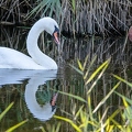 Cygne tuberculé -243||<img src=_data/i/upload/2018/10/05/20181005112527-5e79a83a-th.jpg>