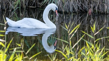 Cygne tuberculé -244