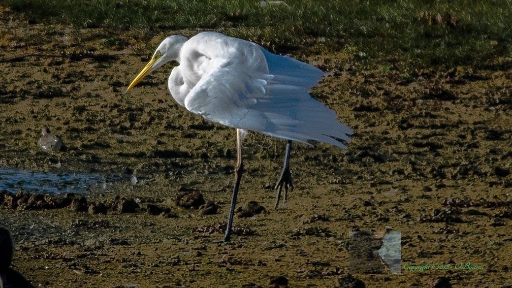 Grande Aigrette-217.jpg