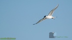 mouette (2)