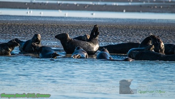 Phoque Berck (20)