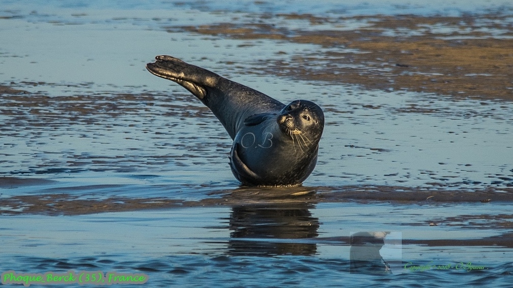 Phoque_Berck (35).jpg