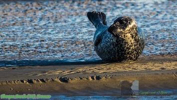 Phoque Berck (56)