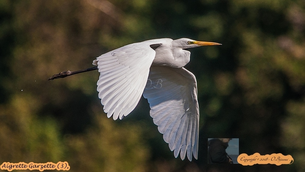 Aigrette Garzette (3).jpg