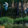 Aigrette-&-Héron cendré (2)||<img src=_data/i/upload/2018/10/08/20181008213153-ba22a77a-th.jpg>