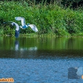 Aigrette-&-Héron cendré (3)||<img src=_data/i/upload/2018/10/08/20181008213204-65163a2d-th.jpg>