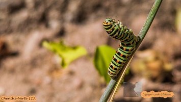 Chenille-Verte (2)