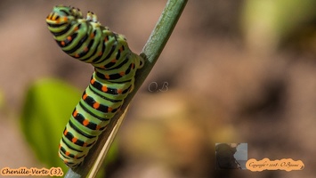 Chenille-Verte (3)