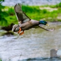 canard colvert (3)||<img src=_data/i/upload/2019/05/06/20190506111515-5bbf84aa-th.jpg>