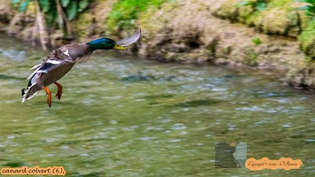 canard colvert (6)