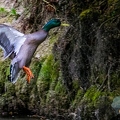 canard colvert (7)||<img src=_data/i/upload/2019/05/06/20190506111606-87cdc041-th.jpg>