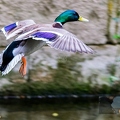 canard colvert (15)||<img src=_data/i/upload/2019/05/06/20190506111735-68bfc9f3-th.jpg>