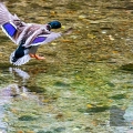 canard colvert (16)||<img src=_data/i/upload/2019/05/06/20190506111755-669f074f-th.jpg>