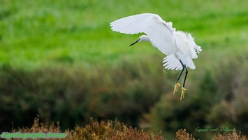 Aigrette garzette