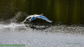 Cygne tuberculé (1)