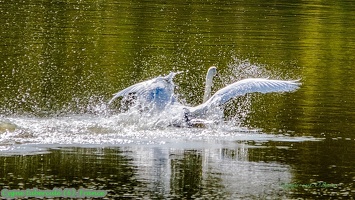 Cygne tuberculé (6)