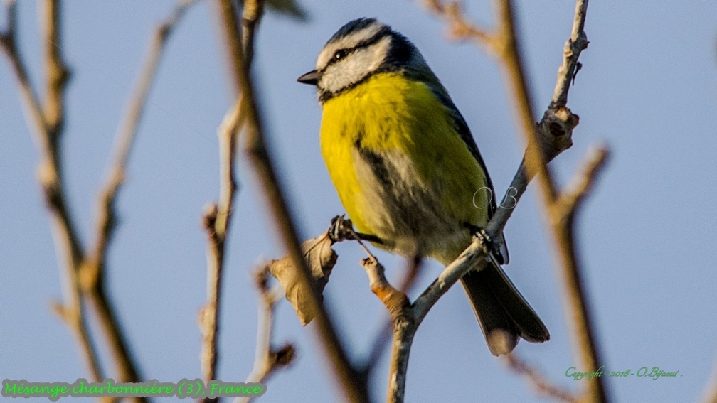 Mésange charbonnière (3).jpg