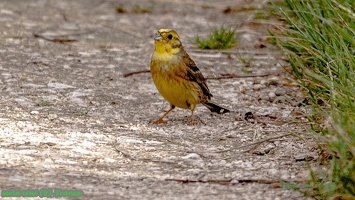 serin cini (9)