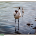 Avocette élégante||<img src=_data/i/upload/2020/06/07/20200607193057-f7522ae7-th.jpg>