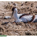 Avocette élégante--26||<img src=_data/i/upload/2020/06/07/20200607193134-89f2f2b0-th.jpg>