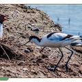 Avocette élégante--32||<img src=_data/i/upload/2020/06/07/20200607193216-28f92cad-th.jpg>