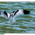 Avocette élégante--36||<img src=_data/i/upload/2020/06/07/20200607193226-3470c247-th.jpg>