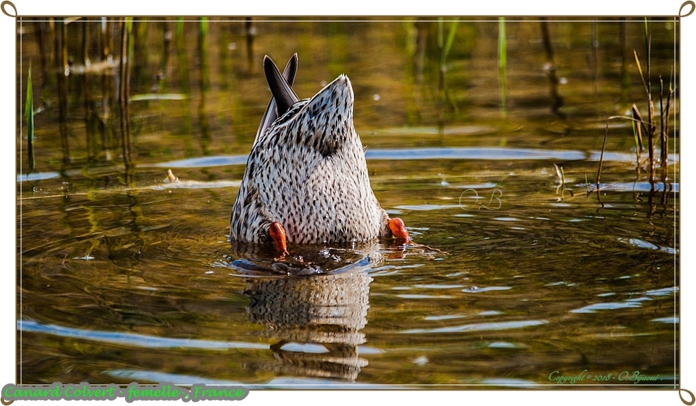 Canard Colvert - femelle-.jpg