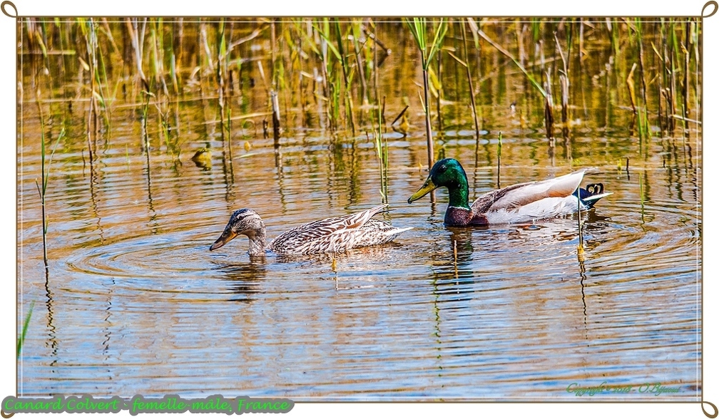 Canard Colvert - femelle-mâle.jpg