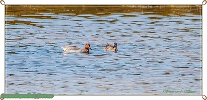 Canard souchet