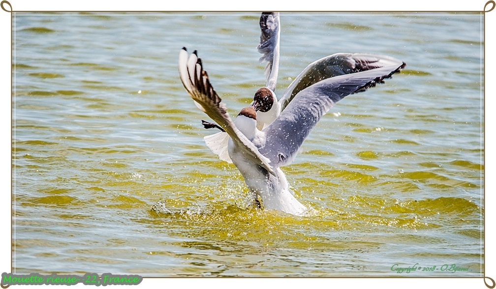 Mouette rieuse--22.jpg