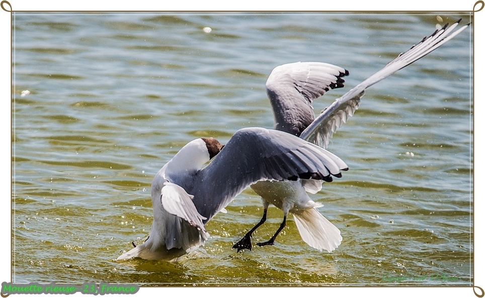 Mouette rieuse--23.jpg