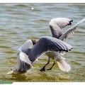 Mouette rieuse--23||<img src=_data/i/upload/2020/06/07/20200607195230-2d2d63b5-th.jpg>