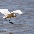 Aigrette garzette-11||<img src=_data/i/upload/2020/07/08/20200708213045-7ce74ea4-th.jpg>