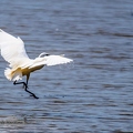 Aigrette garzette-12||<img src=_data/i/upload/2020/07/08/20200708213050-f3a4f696-th.jpg>