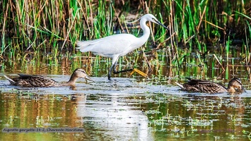 Aigrette garzette-14-2
