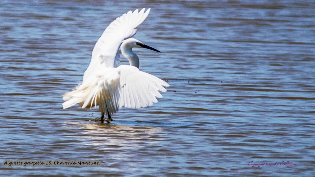 Aigrette garzette-15.jpg