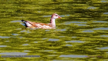 canard chipeau- femelle-4