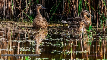 Canard Colvert - femelle-7