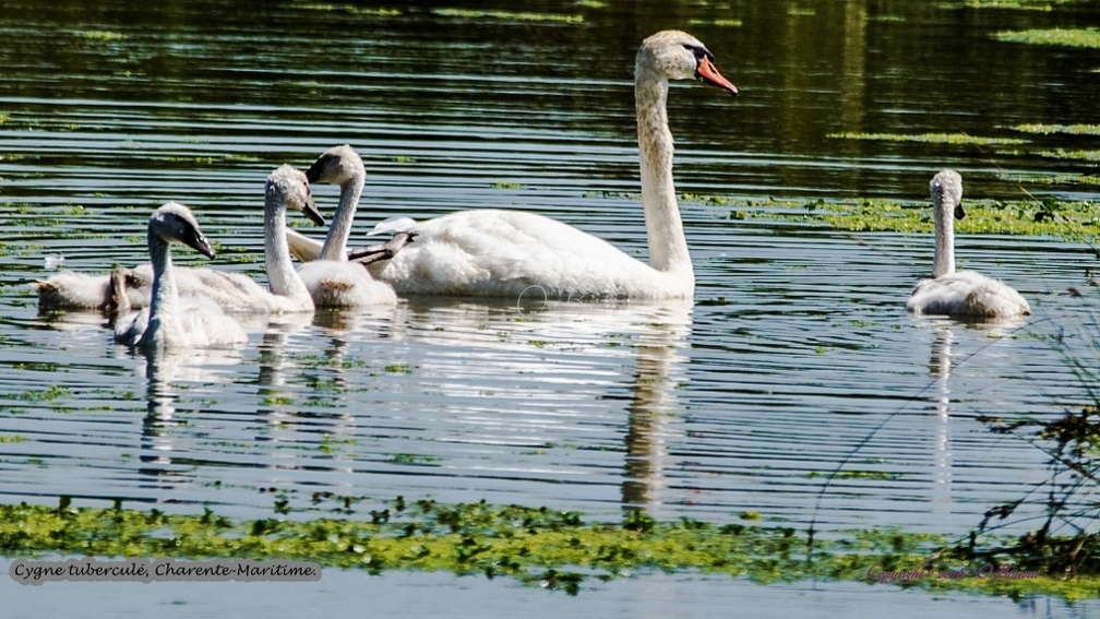 Cygne tuberculé.jpg
