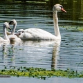 Cygne tuberculé||<img src=_data/i/upload/2020/07/08/20200708213252-96269a99-th.jpg>