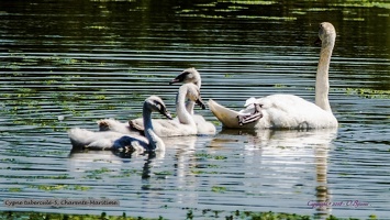 Cygne tuberculé-5