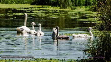 Cygne tuberculé-7