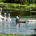 Cygne tuberculé-7||<img src=_data/i/upload/2020/07/08/20200708213315-e1cc92e8-th.jpg>